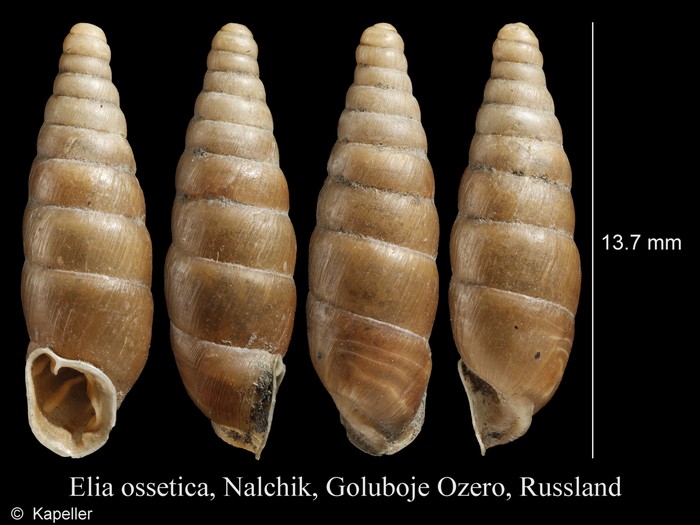 Elia ossetica Elia ossetica