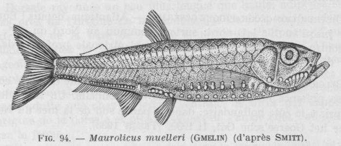 Poll (1947, fig. 094)