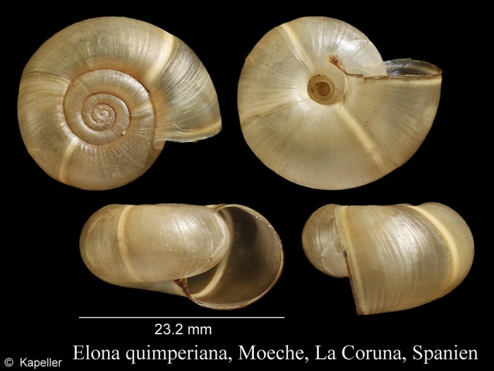 Elona quimperiana