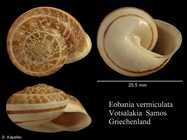 Eobania vermiculata