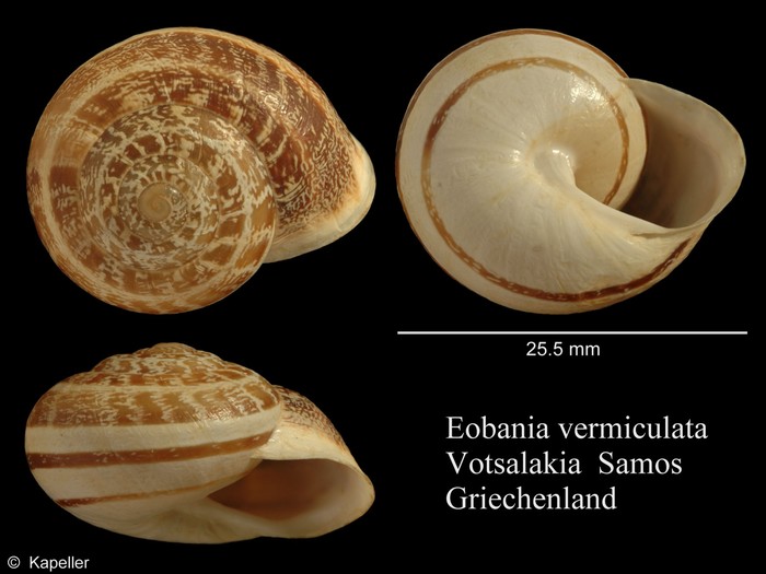 Eobania vermiculata Eobania vermiculata