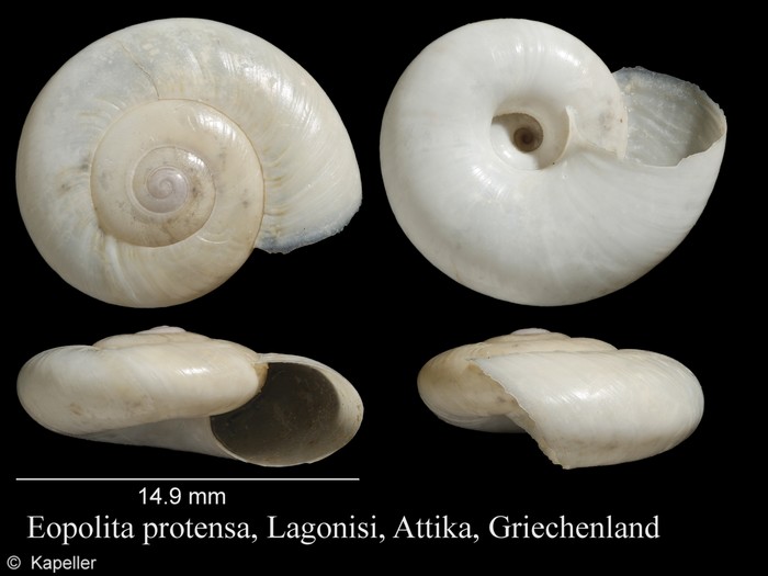 Eopolita protensa Eopolita protensa