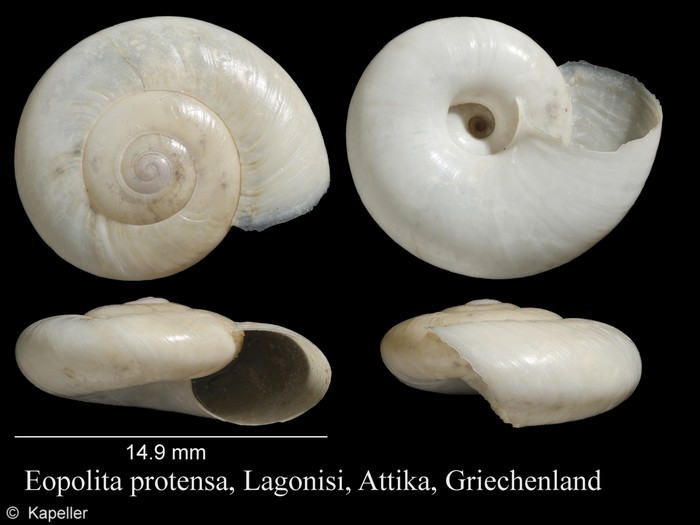 Eopolita protensa