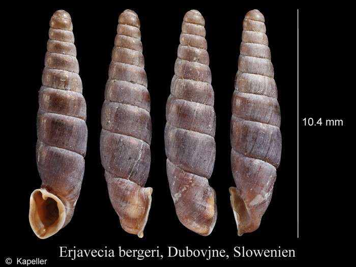 Erjavecia bergeri