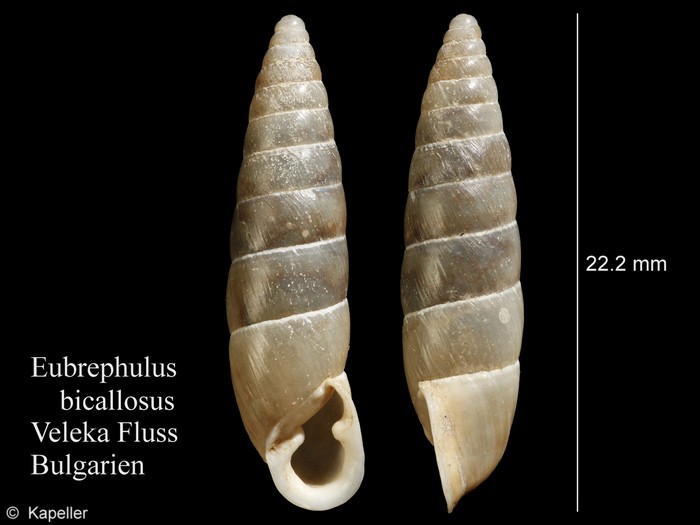 Eubrephulus bicallosus Eubrephulus bicallosus
