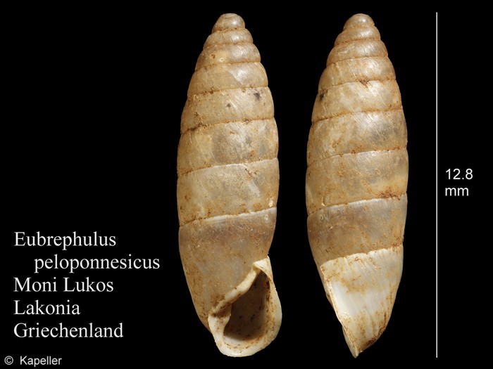 Eubrephulus peloponnesicus