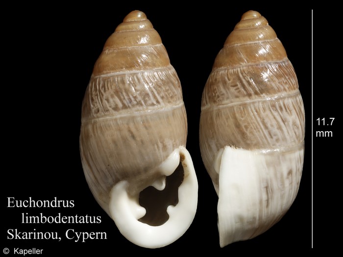 Euchondrus limbodentatus