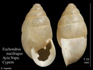 Euchondrus nucifragus