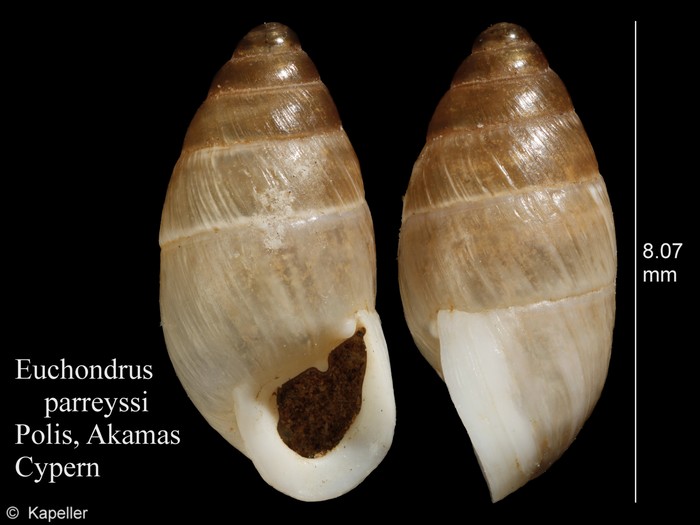 Euchondrus parreyssi