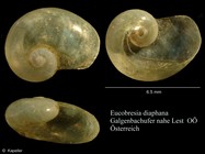 Eucobresia diaphana