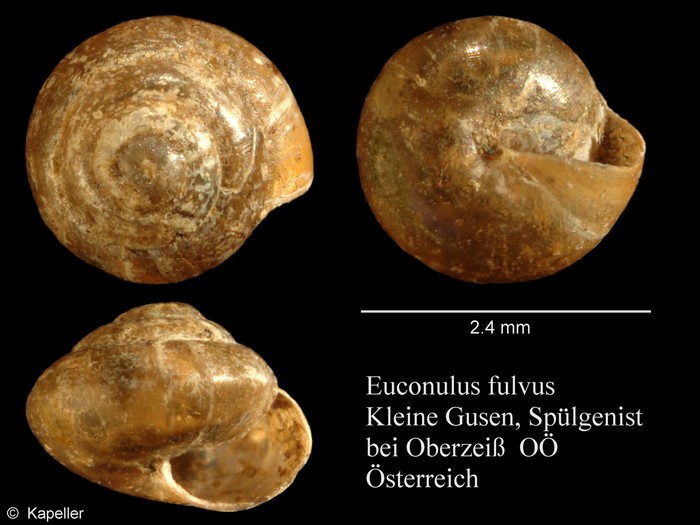 Euconulus fulvus Euconulus fulvus