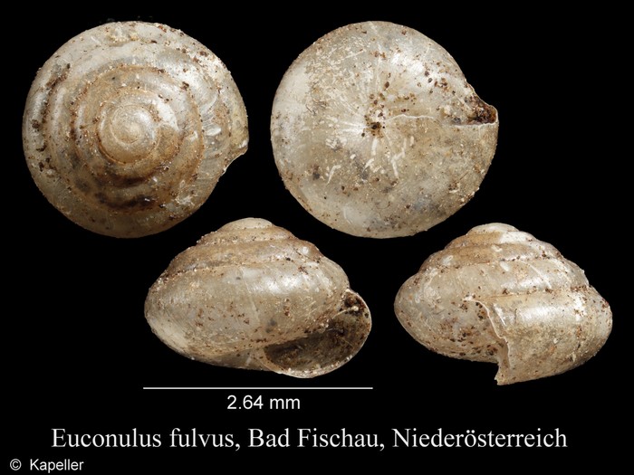 Euconulus fulvus Euconulus fulvus