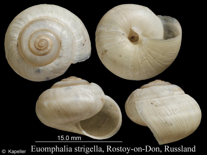 Euomphalia strigella Euomphalia strigella
