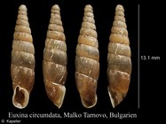 Euxina circumdata