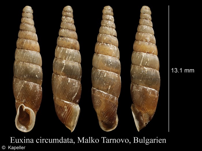 Euxina circumdata Euxina circumdata