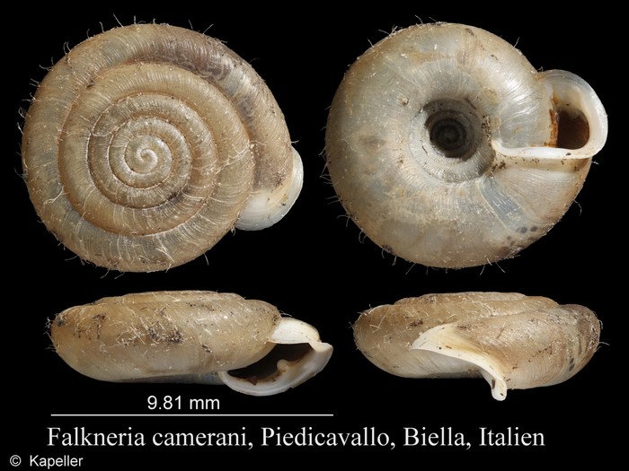 Falkneria camerani Falkneria camerani