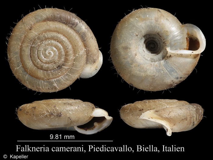 Falkneria camerani