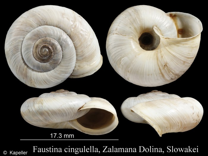 Faustina cingulella