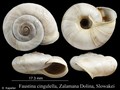 Mollusca (molluscs)