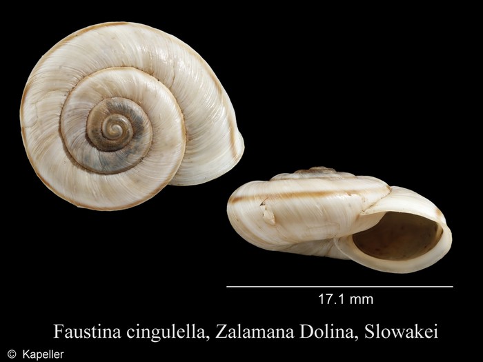 Faustina cingulella