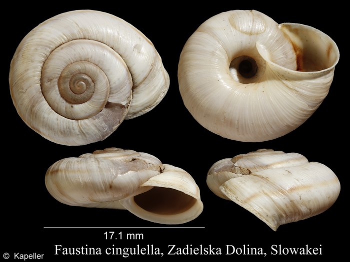 Faustina cingulella