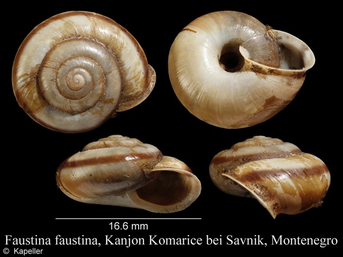 Faustina faustina Faustina faustina