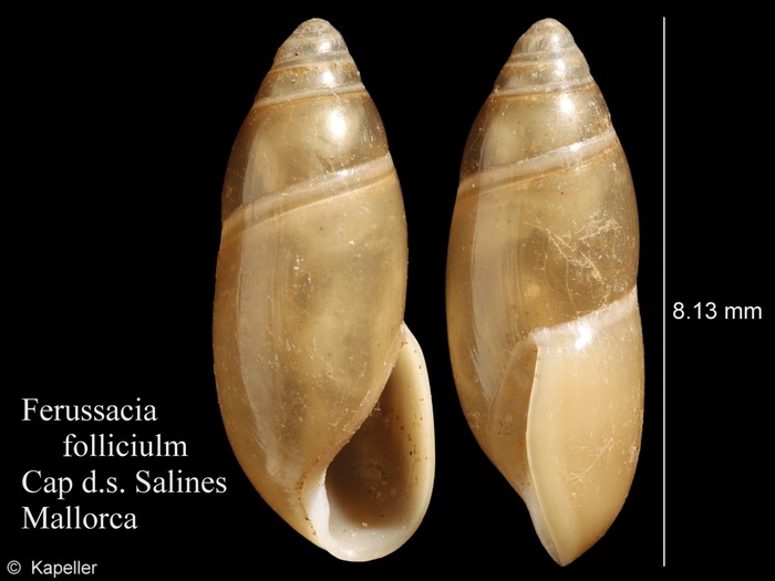 Ferussacia folliculum Ferussacia folliculum