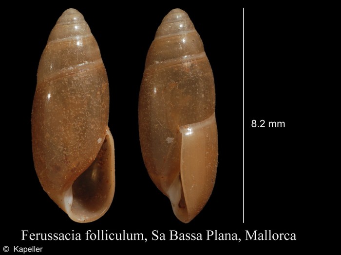Ferussacia folliculum Ferussacia folliculum