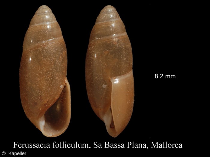 Ferussacia folliculum