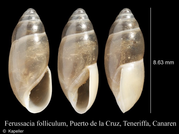 Ferussacia folliculum Ferussacia folliculum