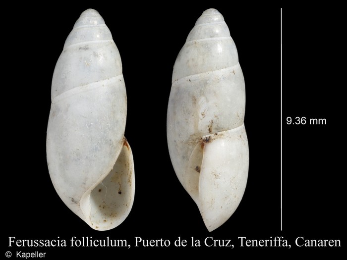Ferussacia folliculum Ferussacia folliculum