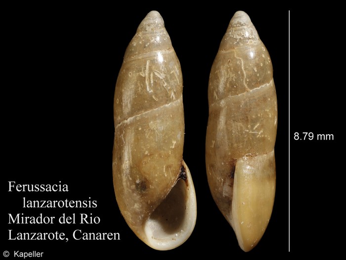 Ferussacia lanzarotensis Ferussacia lanzarotensis