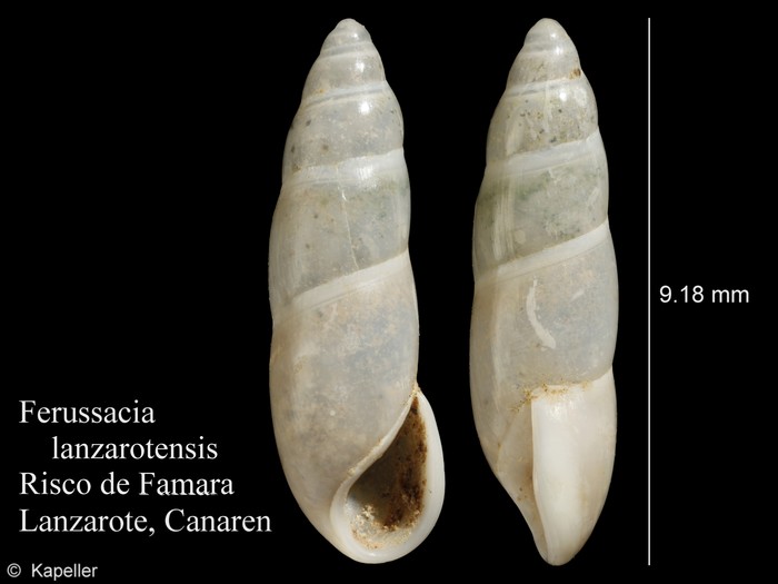 Ferussacia lanzarotensis Ferussacia lanzarotensis