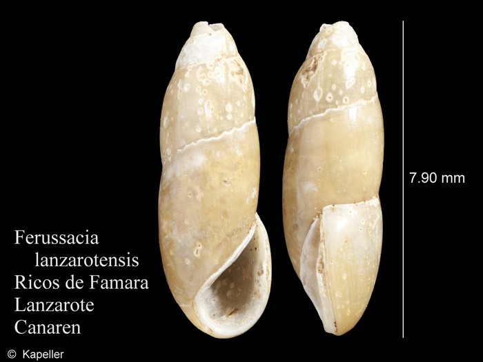 Ferussacia lanzarotensis