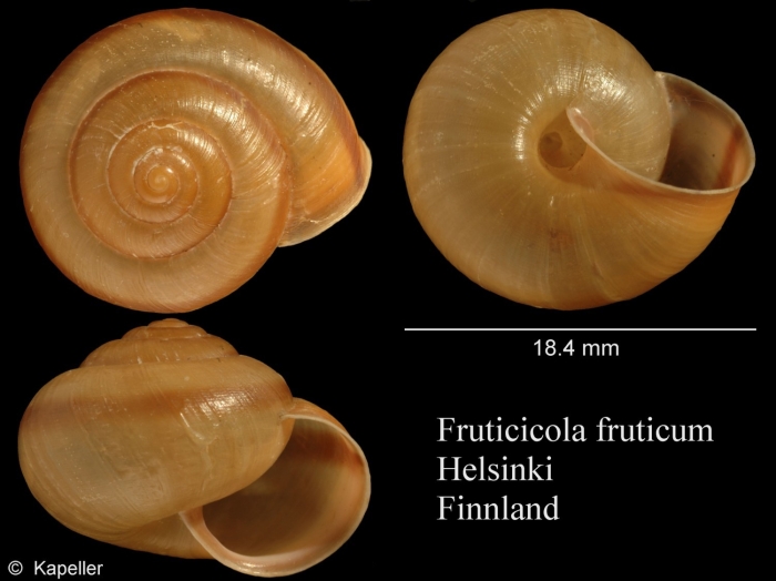 Fruticicola fruticum