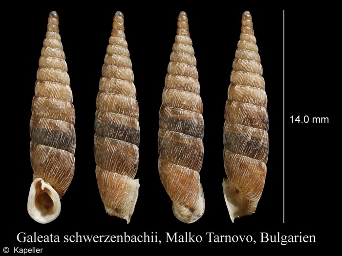 Galeata schwerzenbachii Galeata schwerzenbachii