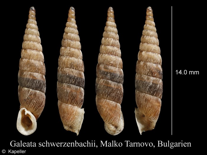 Galeata schwerzenbachii