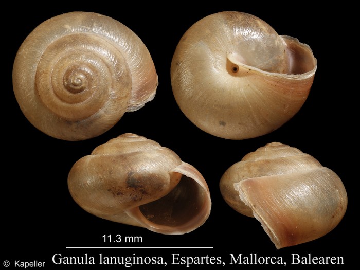 Ganula lanuginosa