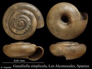 Gasulliella simplicula