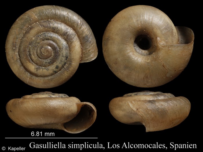 Gasulliella simplicula Gasulliella simplicula