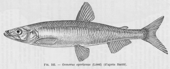 Poll (1947, fig. 103) Poll (1947, fig. 103)