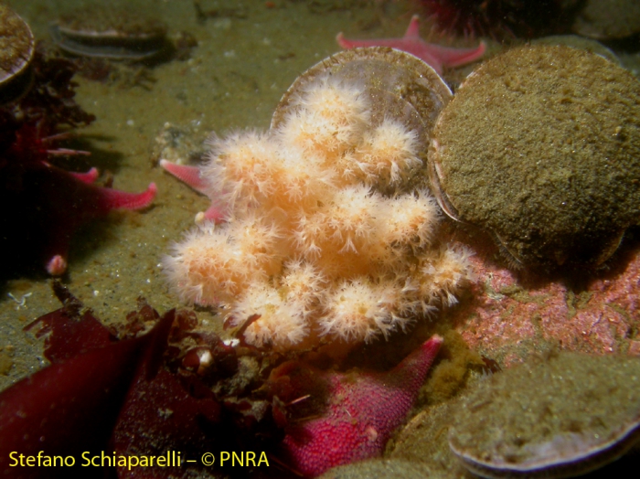 Alcyonium antarcticum 2 Alcyonium antarcticum 2