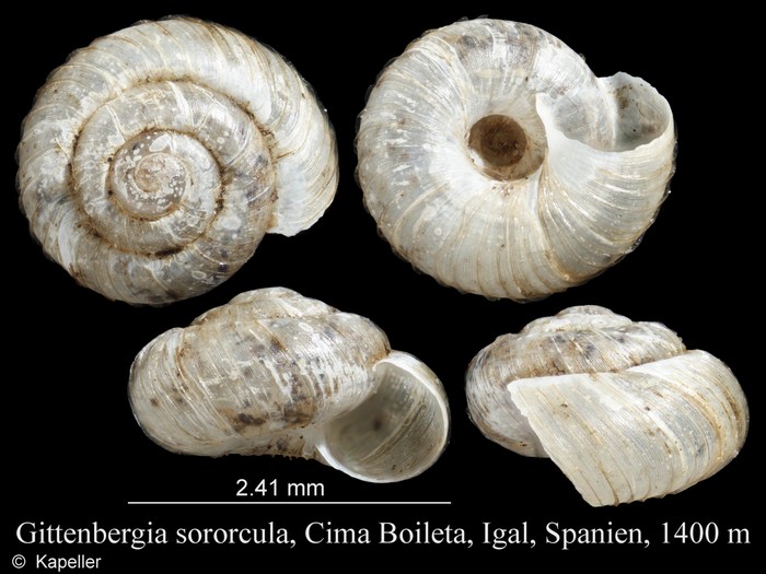 Gittenbergia sororcula