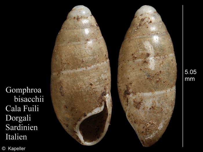 Gomphroa bisacchii Gomphroa bisacchii