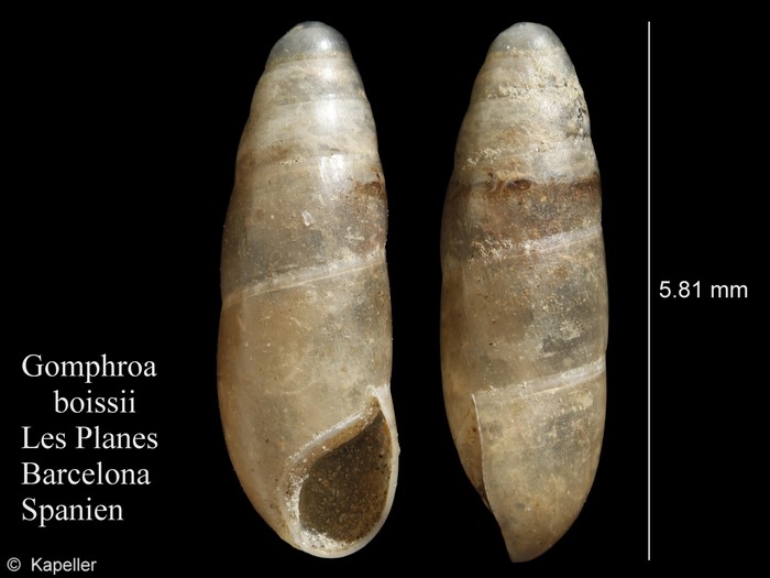 Gomphroa boissii Gomphroa boissii