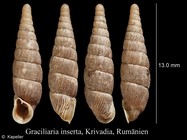 Graciliaria inserta