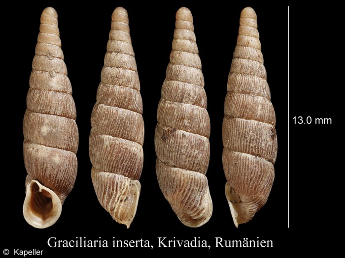 Graciliaria inserta Graciliaria inserta
