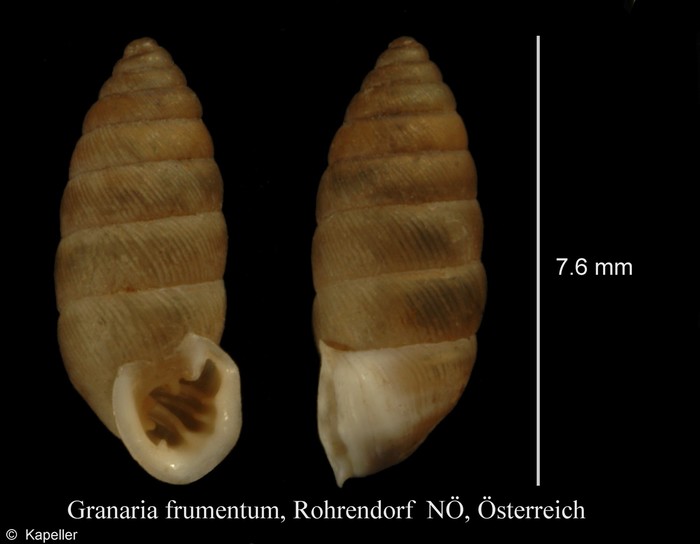 Granaria frumentum