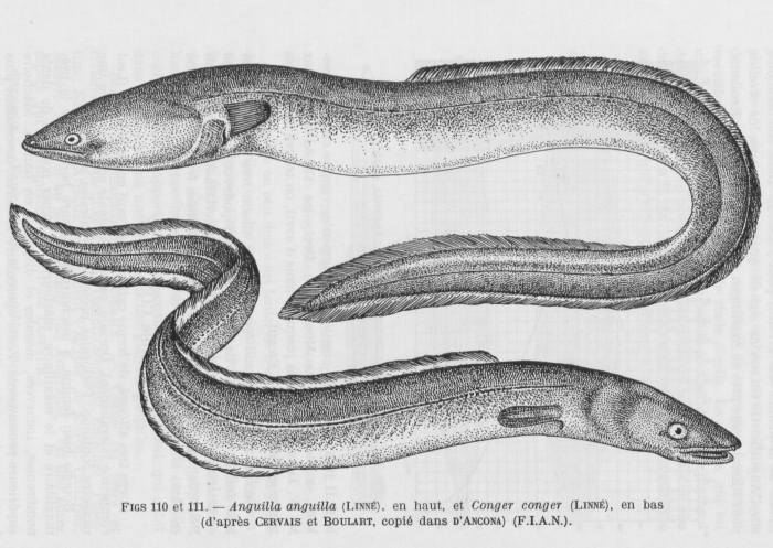 Poll (1947, fig. 110 & 111) Poll (1947, fig. 110 & 111)