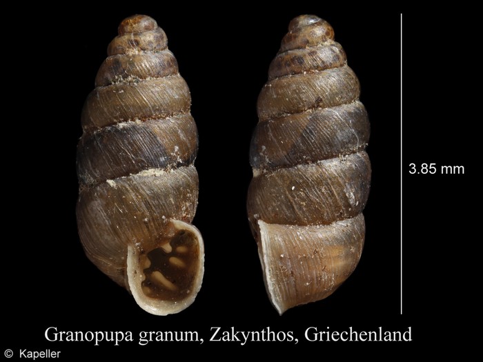 Granopupa granum